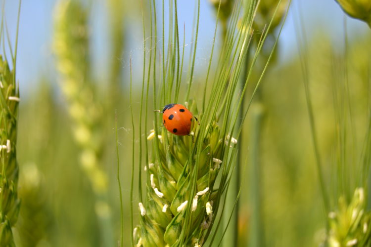 Riflessioni e proposte sul disegno di legge sull’agricoltura biologica licenziato dal Senato della Repubblica